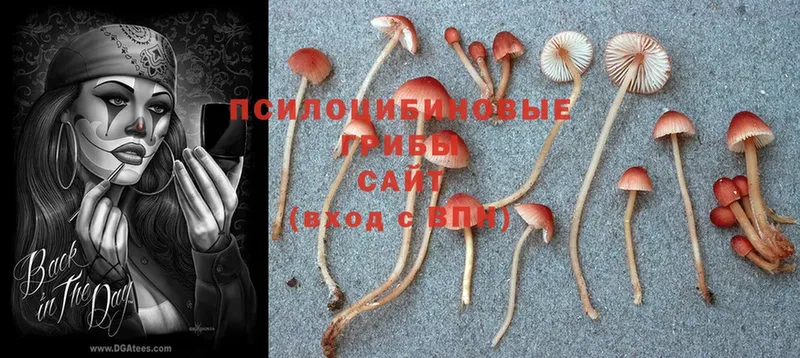 где купить наркоту  Дальнереченск  Псилоцибиновые грибы Psilocybine cubensis 